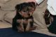 Yorkshire Terrier Puppies for sale in TN-265, Hermitage, TN 37076, USA. price: NA