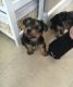 Yorkshire Terrier Puppies for sale in Peoria, IL, USA. price: $350