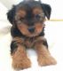 Yorkshire Terrier Puppies for sale in Corbin, KY 40701, USA. price: NA