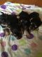 Yorkshire Terrier Puppies for sale in Calumet City, IL, USA. price: $650