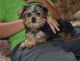 Yorkshire Terrier Puppies for sale in Fort Smith, AR, USA. price: NA
