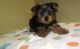 Yorkshire Terrier Puppies for sale in Newark, DE, USA. price: NA