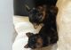 Yorkshire Terrier Puppies for sale in Savannah, GA, USA. price: NA