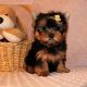 Yorkshire Terrier Puppies for sale in 45 Main St, Brooklyn, NY 11201, USA. price: NA
