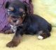 Yorkshire Terrier Puppies for sale in Asheville, NC, USA. price: $300