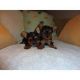 Yorkshire Terrier Puppies for sale in Los Angeles, CA 90005, USA. price: NA