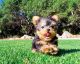 Yorkshire Terrier Puppies for sale in Los Angeles, CA 90005, USA. price: NA