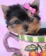 Yorkshire Terrier Puppies for sale in Limbe, Cameroon. price: NA