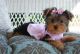 Yorkshire Terrier Puppies for sale in Mililani, HI 96789, USA. price: NA