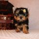 Yorkshire Terrier Puppies for sale in 45 Main St, Brooklyn, NY 11201, USA. price: NA