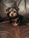 Yorkshire Terrier Puppies for sale in Morehead, KY 40351, USA. price: $500