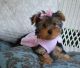 Yorkshire Terrier Puppies for sale in Bismarck, ND, USA. price: NA