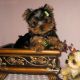 Yorkshire Terrier Puppies for sale in Essex, VT, USA. price: NA