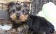 Yorkshire Terrier Puppies for sale in Parkersburg, WV, USA. price: NA