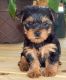 Yorkshire Terrier Puppies for sale in Florida Ave S, Lakeland, FL, USA. price: NA