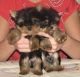 Yorkshire Terrier Puppies for sale in Annapolis, MD, USA. price: NA