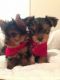 Yorkshire Terrier Puppies for sale in Schenectady, NY 12301, USA. price: NA