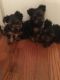 Yorkshire Terrier Puppies for sale in Scranton, PA, USA. price: NA