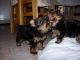 Yorkshire Terrier Puppies for sale in Bismarck, ND, USA. price: NA