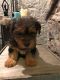 Yorkshire Terrier Puppies for sale in Polk County, IA, USA. price: NA