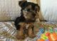 Yorkshire Terrier Puppies for sale in Troutville, VA 24175, USA. price: NA