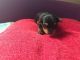 Yorkshire Terrier Puppies for sale in AR-98, Emerson, AR 71740, USA. price: NA