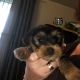 Yorkshire Terrier Puppies for sale in Martinsburg, WV, USA. price: NA