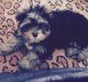 Yorkshire Terrier Puppies for sale in Brazoria, TX 77422, USA. price: NA