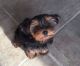 Yorkshire Terrier Puppies for sale in Ocala, FL, USA. price: $700