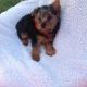 Yorkshire Terrier Puppies for sale in Alabama St, San Francisco, CA, USA. price: NA