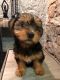 Yorkshire Terrier Puppies for sale in NJ-38, Cherry Hill, NJ 08002, USA. price: NA