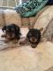 Yorkshire Terrier Puppies for sale in Beverly Hills, CA, USA. price: NA