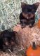 Yorkshire Terrier Puppies for sale in Delaware City, DE, USA. price: NA