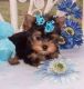 Yorkshire Terrier Puppies for sale in Roosevelt Blvd, Jacksonville, FL, USA. price: NA