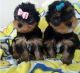 Yorkshire Terrier Puppies for sale in Scottsburg, IN 47170, USA. price: NA