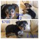 Yorkshire Terrier Puppies for sale in Muskegon, MI, USA. price: NA