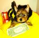 Yorkshire Terrier Puppies for sale in Bedford, OH 44146, USA. price: NA