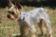 Yorkshire Terrier Puppies for sale in Joshua, TX 76058, USA. price: $300