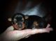 Yorkshire Terrier Puppies for sale in Grayson, LA, USA. price: NA