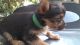 Yorkshire Terrier Puppies for sale in Hazel Park, MI 48030, USA. price: $1,200