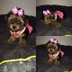 Yorkshire Terrier Puppies for sale in Chicago, IL 60604, USA. price: NA