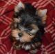 Yorkshire Terrier Puppies for sale in 77104 Calle Mazatlan, La Quinta, CA 92253, USA. price: $250
