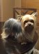 Yorkshire Terrier Puppies for sale in Buckeye, AZ, USA. price: $2,500