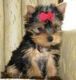 Yorkshire Terrier Puppies for sale in Sterling Springs Way, Burlington, KY 41005, USA. price: NA