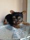 Yorkshire Terrier Puppies for sale in Largo, FL, USA. price: NA