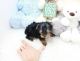 Yorkshire Terrier Puppies for sale in Phoenix, AZ 85001, USA. price: NA