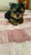 Yorkshire Terrier Puppies for sale in Orange, CA 92868, USA. price: $1,800