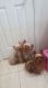 Yorkshire Terrier Puppies for sale in Brick, NJ 08724, USA. price: NA