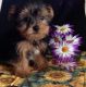 Yorkshire Terrier Puppies for sale in New York, IA 50238, USA. price: NA