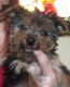 Yorkshire Terrier Puppies for sale in Carson, CA, USA. price: NA